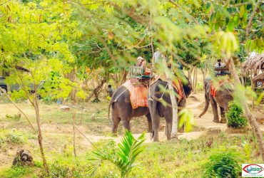 Half Day Samui Safari Tour