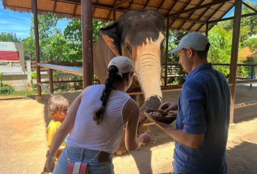 Elephant _ Jungle